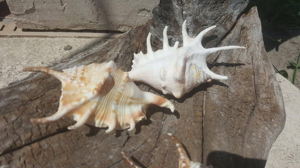 Spider Conch Shell- Lambis Lambis 4-5"+