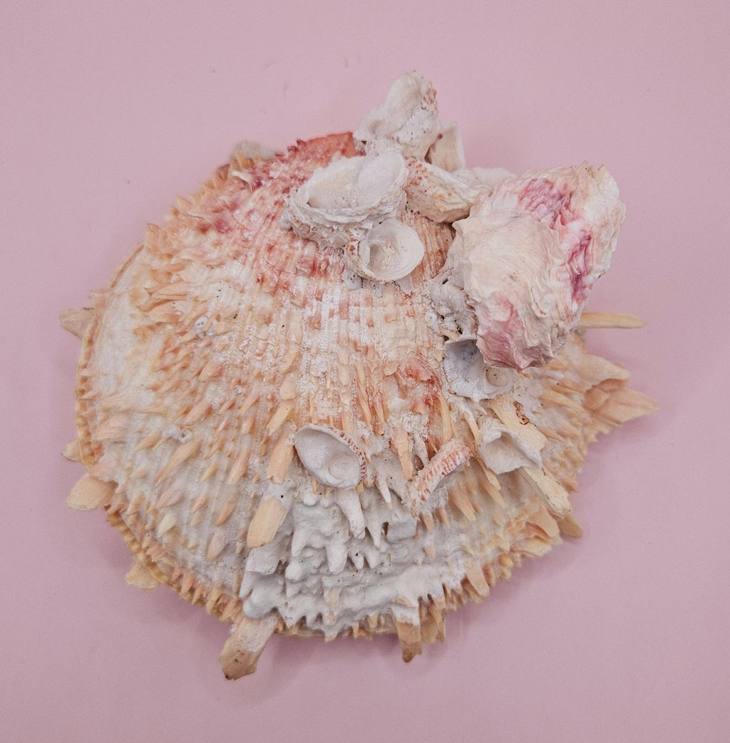 Spiked Spondylus Shell with Barnacles – Coastal Decor Display Shell 5.4"