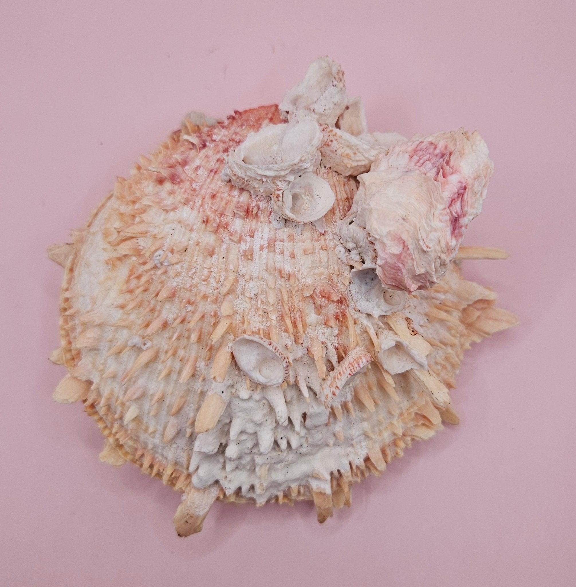 Spiked Spondylus Shell with Barnacles – Coastal Decor Display Shell 5.4"
