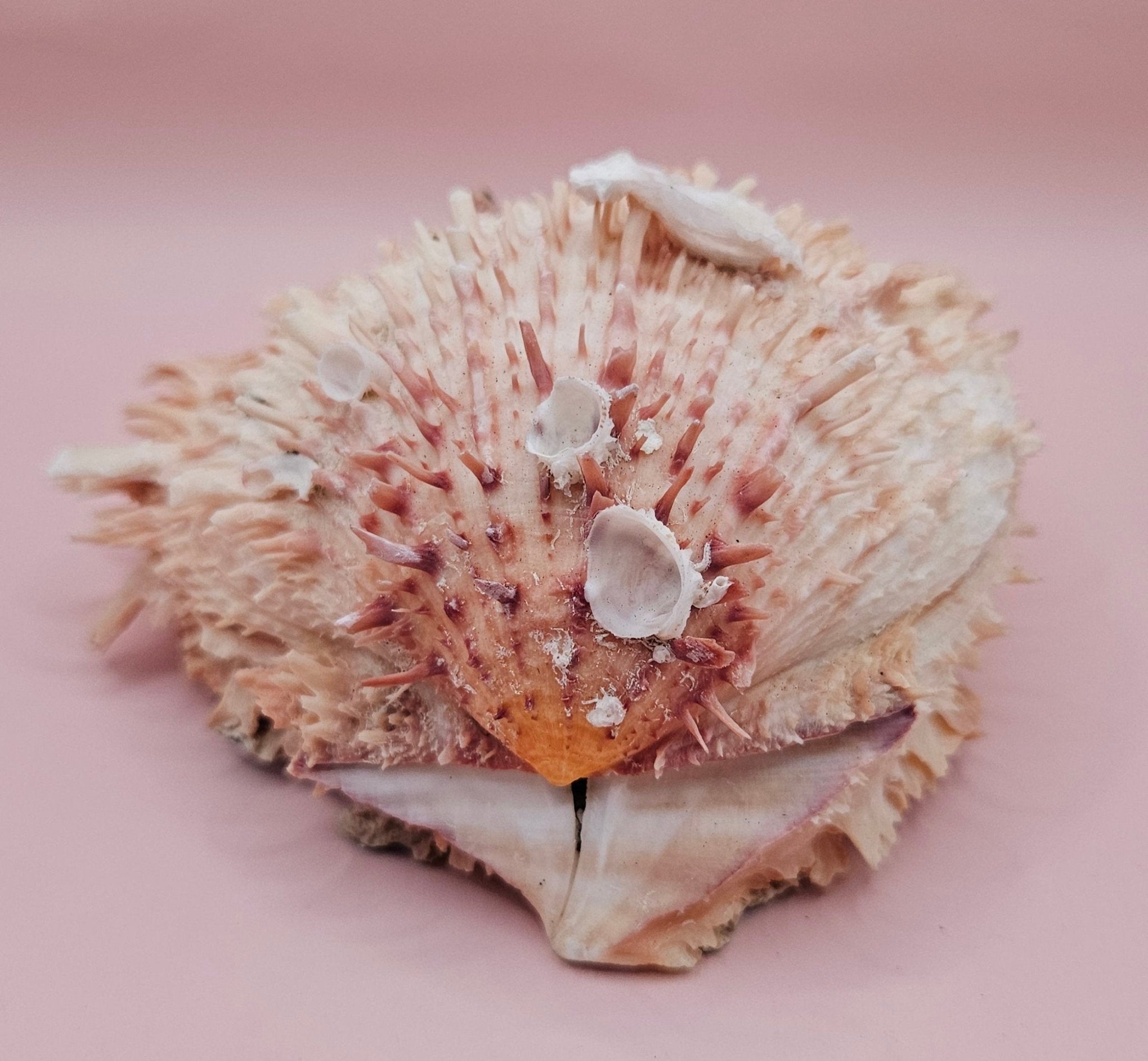 Spiny Spondylus Shell 5" Pink and Ivory Display Shell Coastal Decor