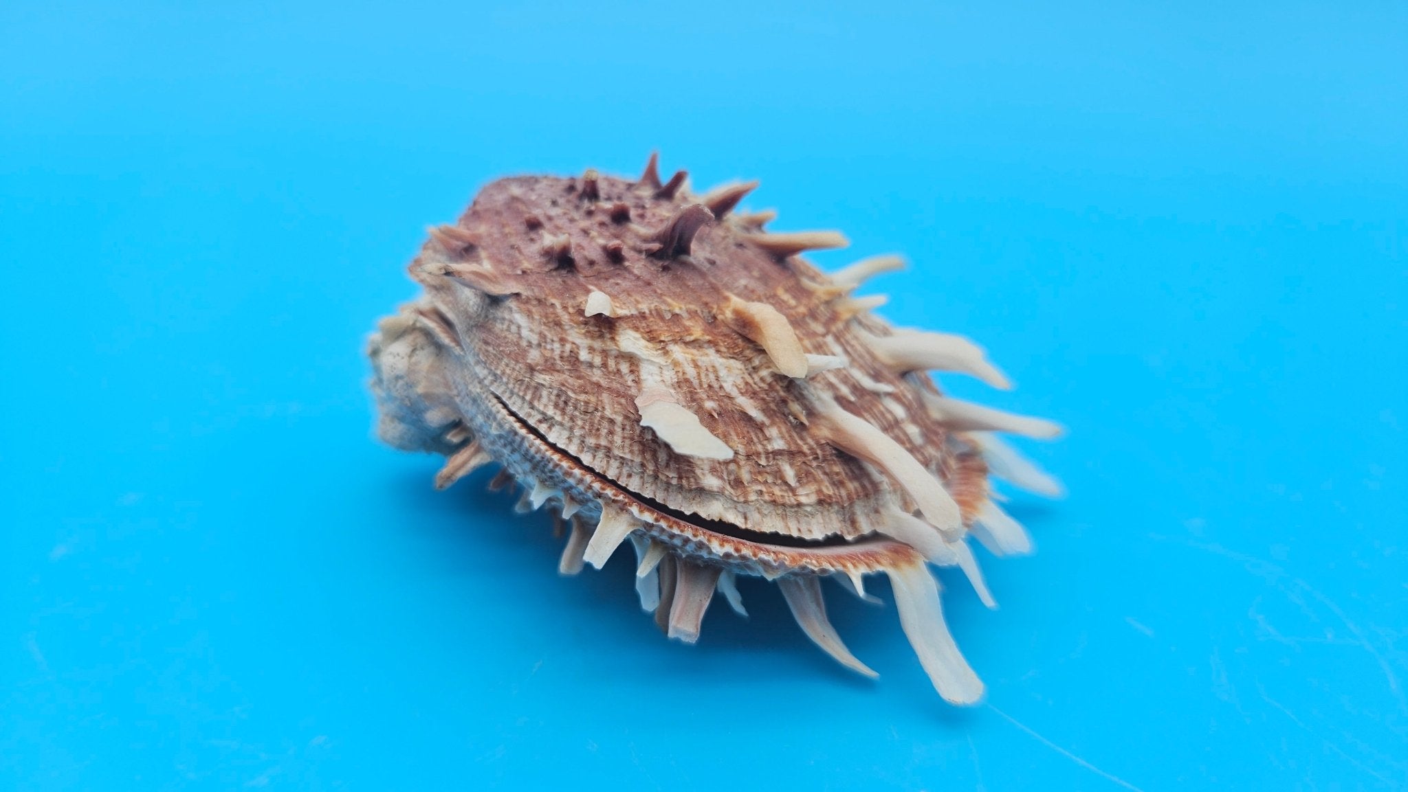 Spiny Spondylus Shell Pair 3.5" – Bold Coastal Display Shells for Home Décor