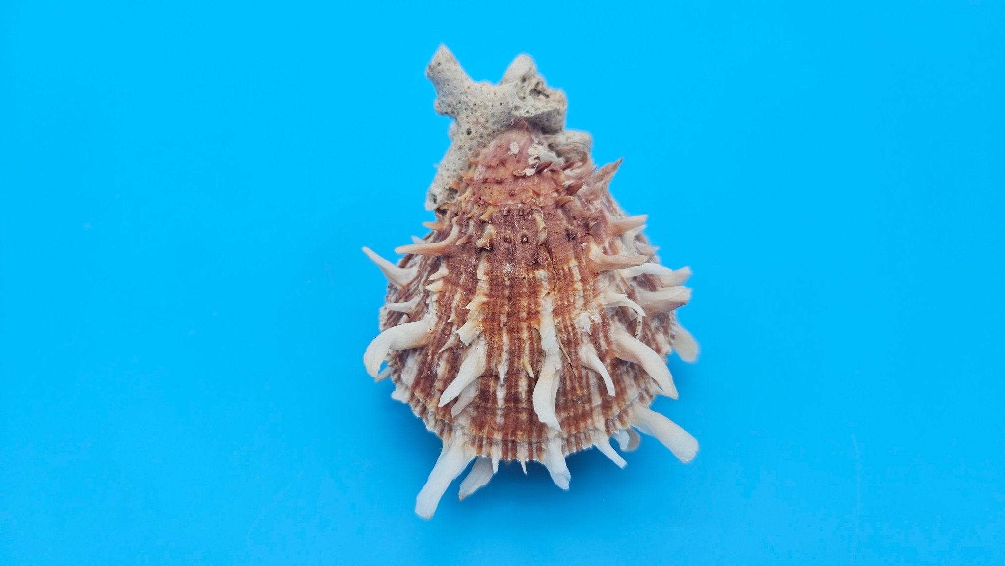 Spiny Spondylus Shell Pair 3.5" – Bold Coastal Display Shells for Home Décor
