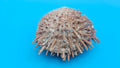 Spiny Spondylus Shell Pair 3.8" – Natural Purple-Toned Coastal Display Shell