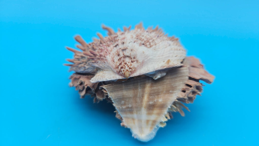 Spiny Spondylus Shell Pair 3.8" – Natural Purple-Toned Coastal Display Shell