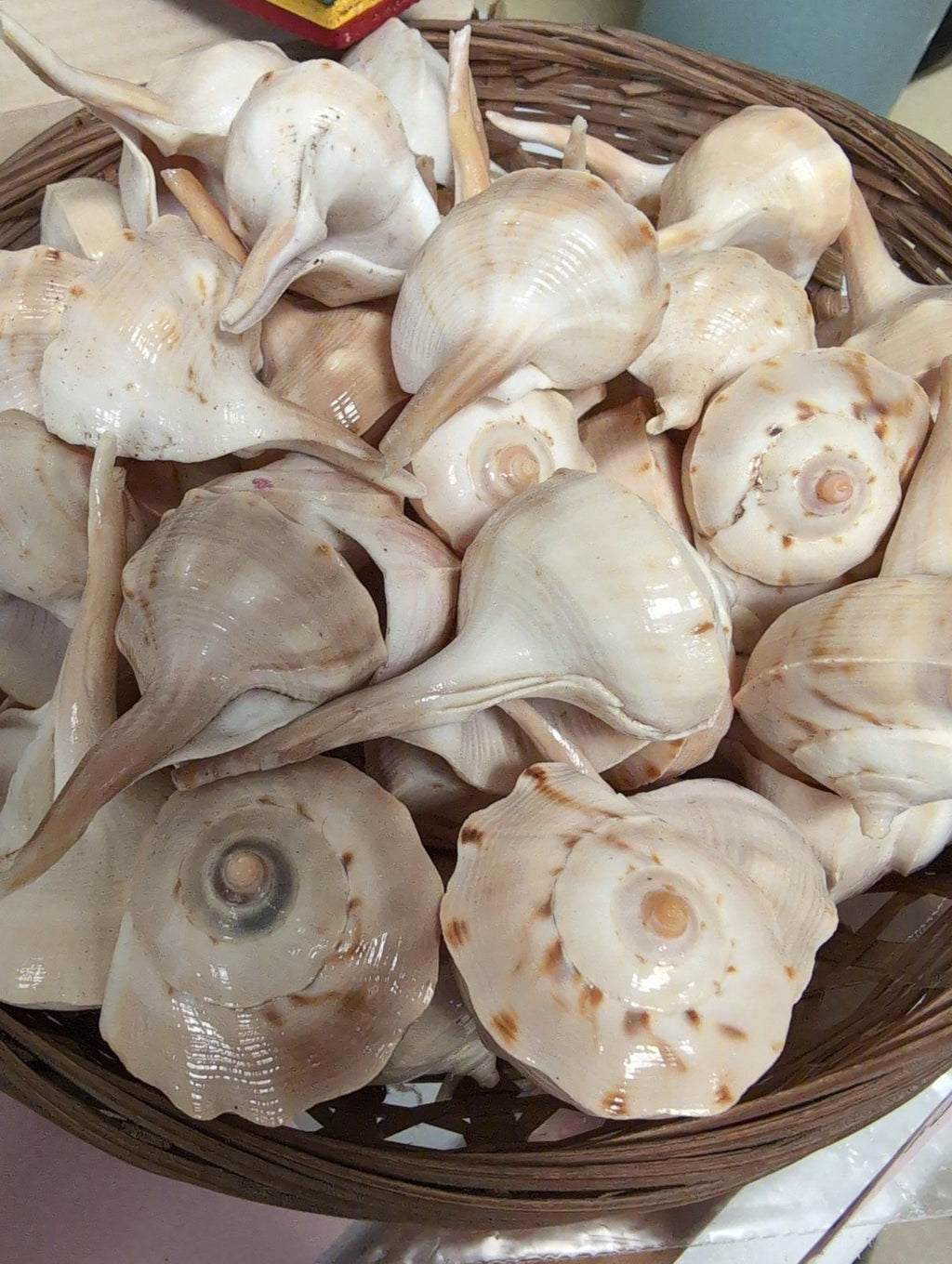 Bulk Spiral Tudicla Shells (Tudicla spirillus) – Natural Craft Shells for DIY & Wedding Decor