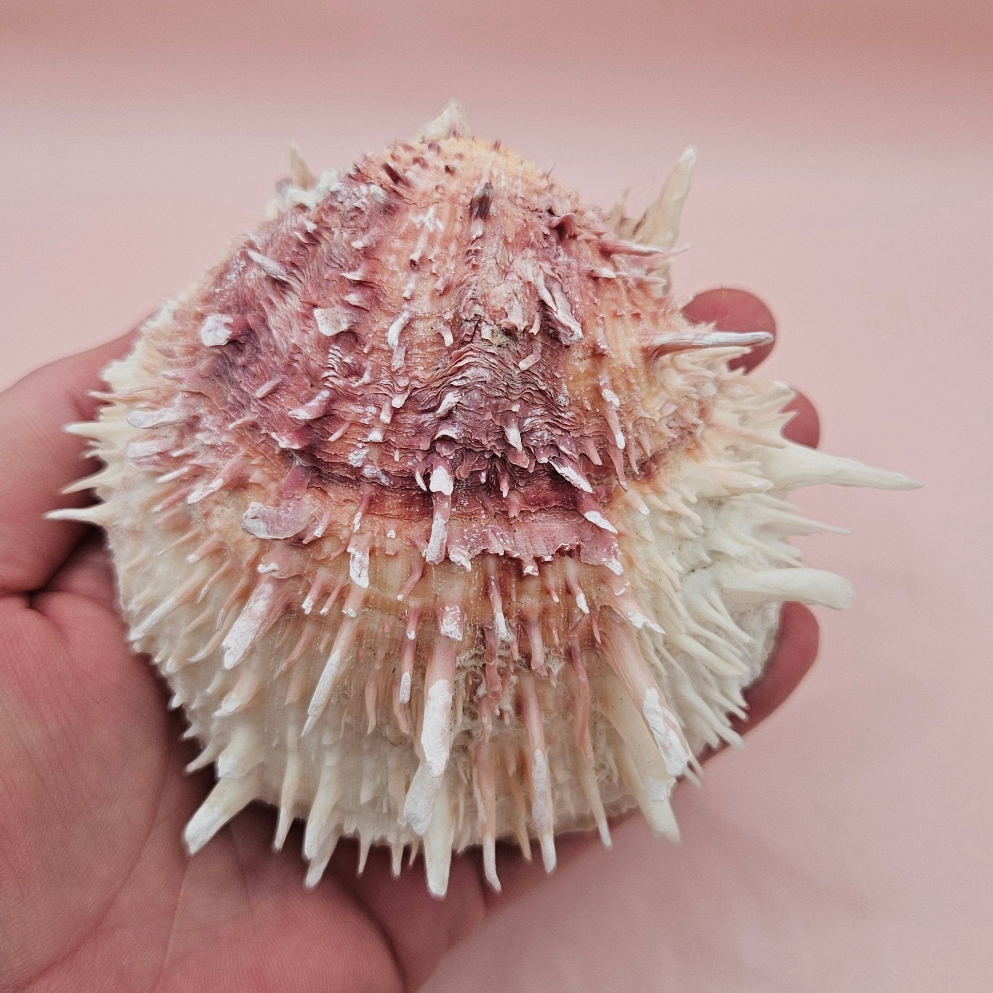 Spondylus Shell – 4" Pink & White Coastal Display Spiny Thorny Oyster Bivalve
