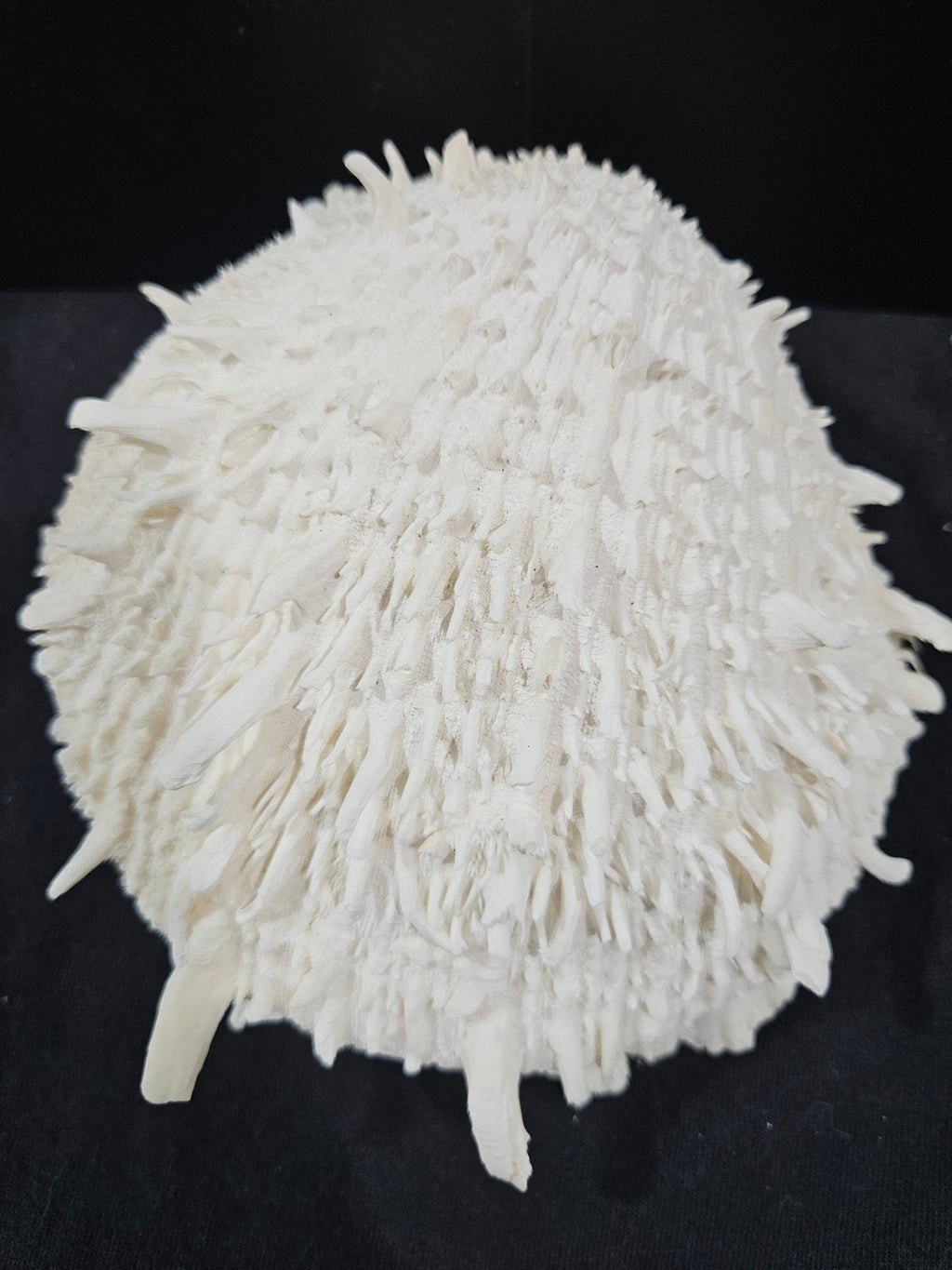 Spondylus Shell Pair 6"- Exact Shell Shown