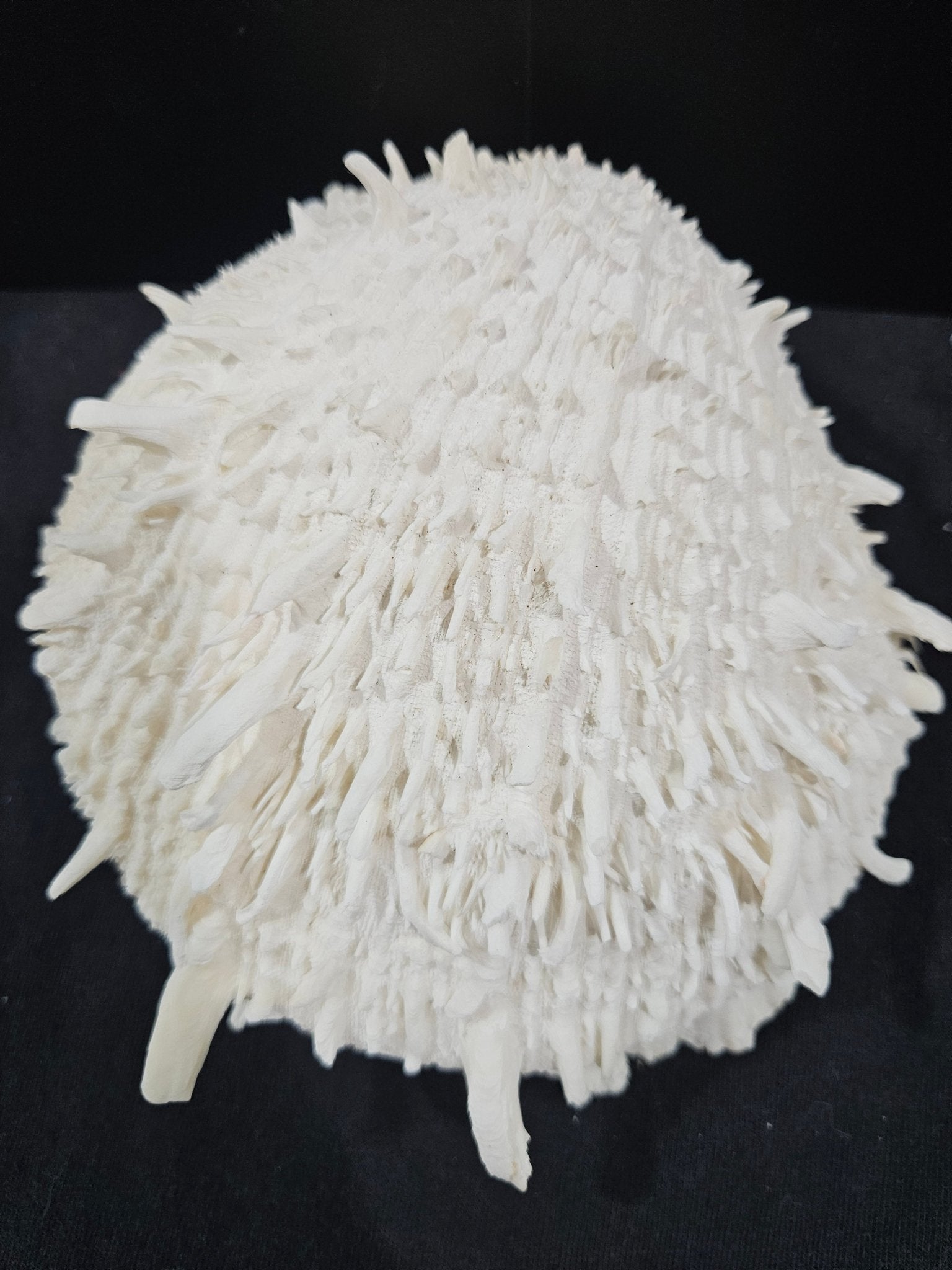 Spondylus Shell Pair 6"- Exact Shell Shown