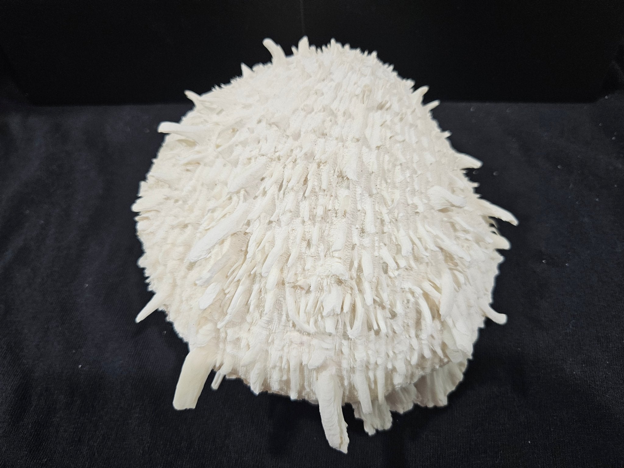 Spondylus Shell Pair 6"- Exact Shell Shown