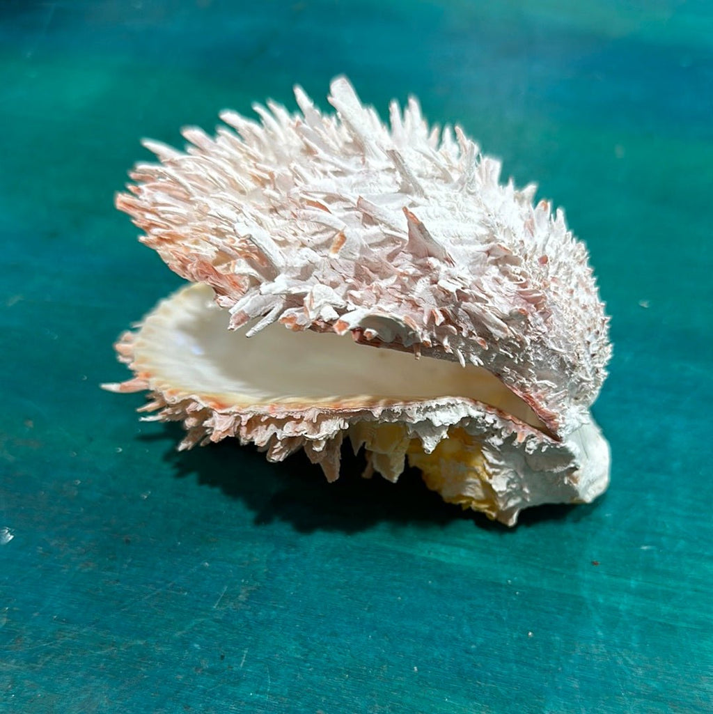 Spondylus Shell Pair 5" - Exact Shell Shown