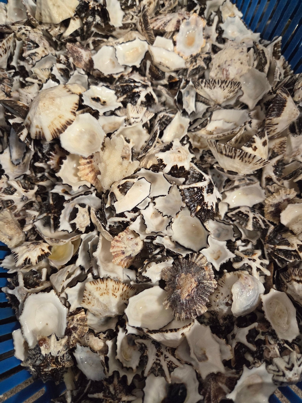 Star Limpet Shells - Cellana stellifera
