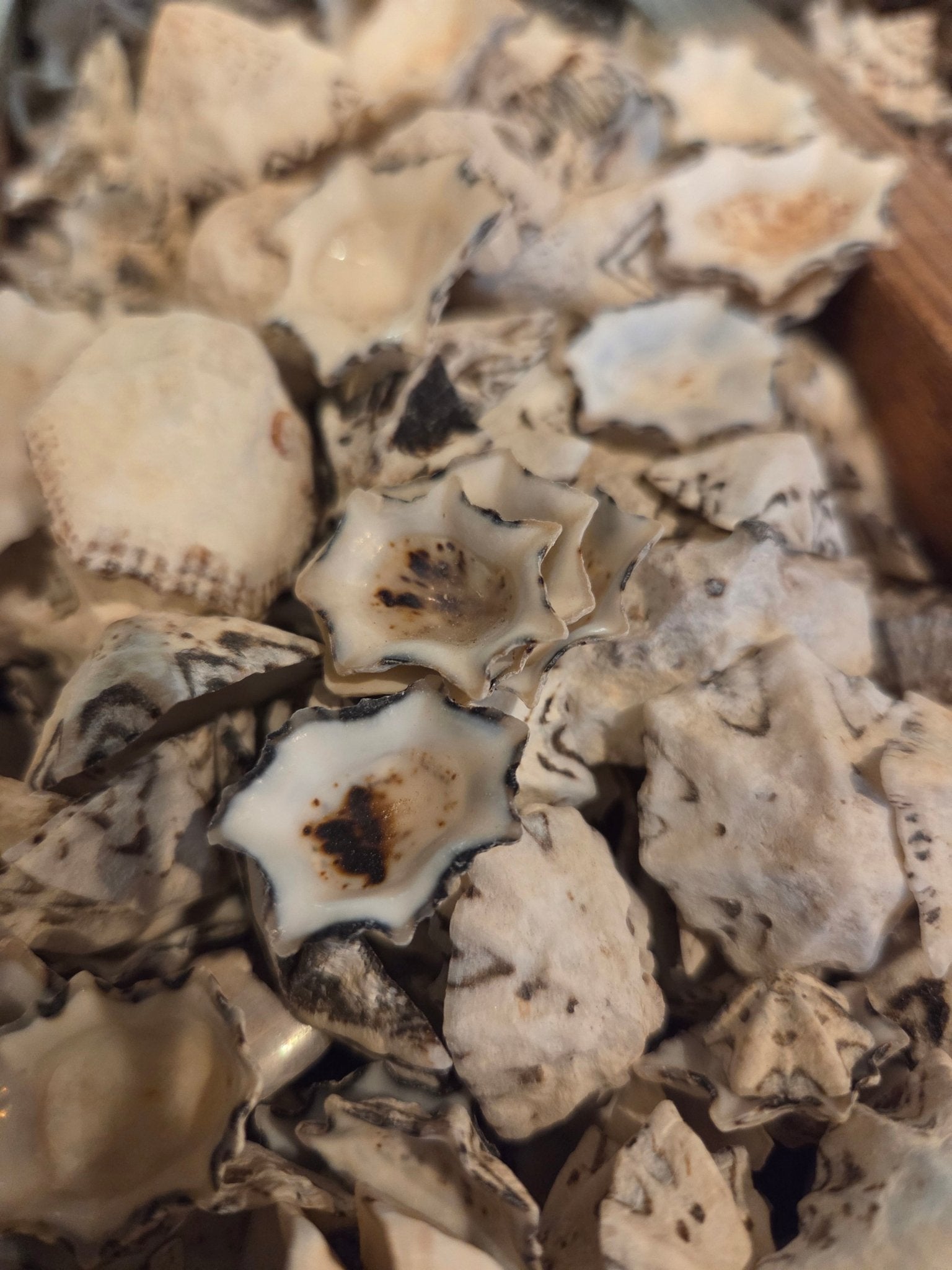 Star Limpet Shells - Cellana stellifera