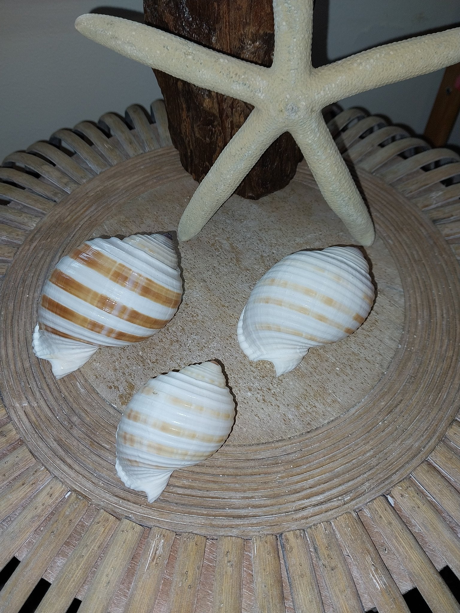 Striped Tonna Tessalota Shell 2-3" | Pear-Shaped Display Shells | Bulk Packs Available