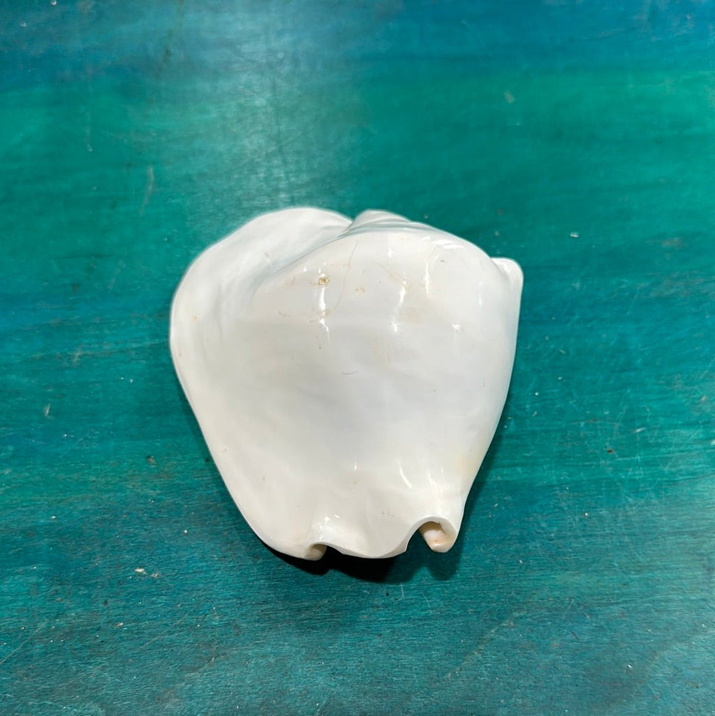 Strombus latissimus aka Widest Pacific Conch, White