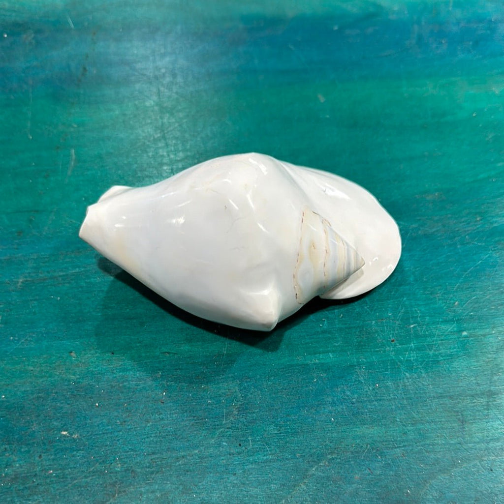 Strombus latissimus aka Widest Pacific Conch, White
