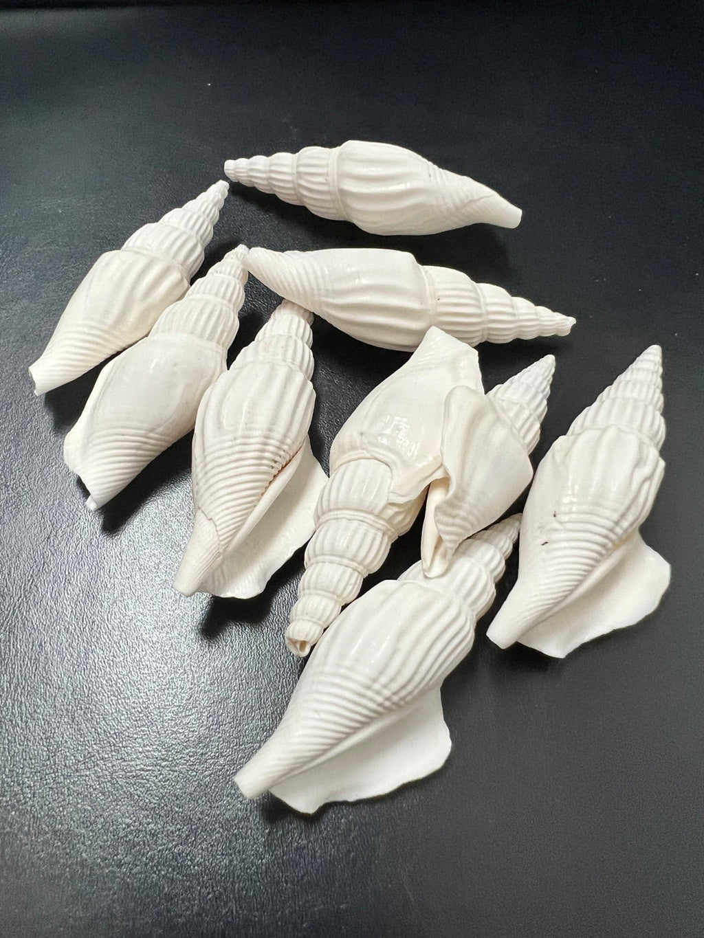 Strombus Vittatus- White crafting shells