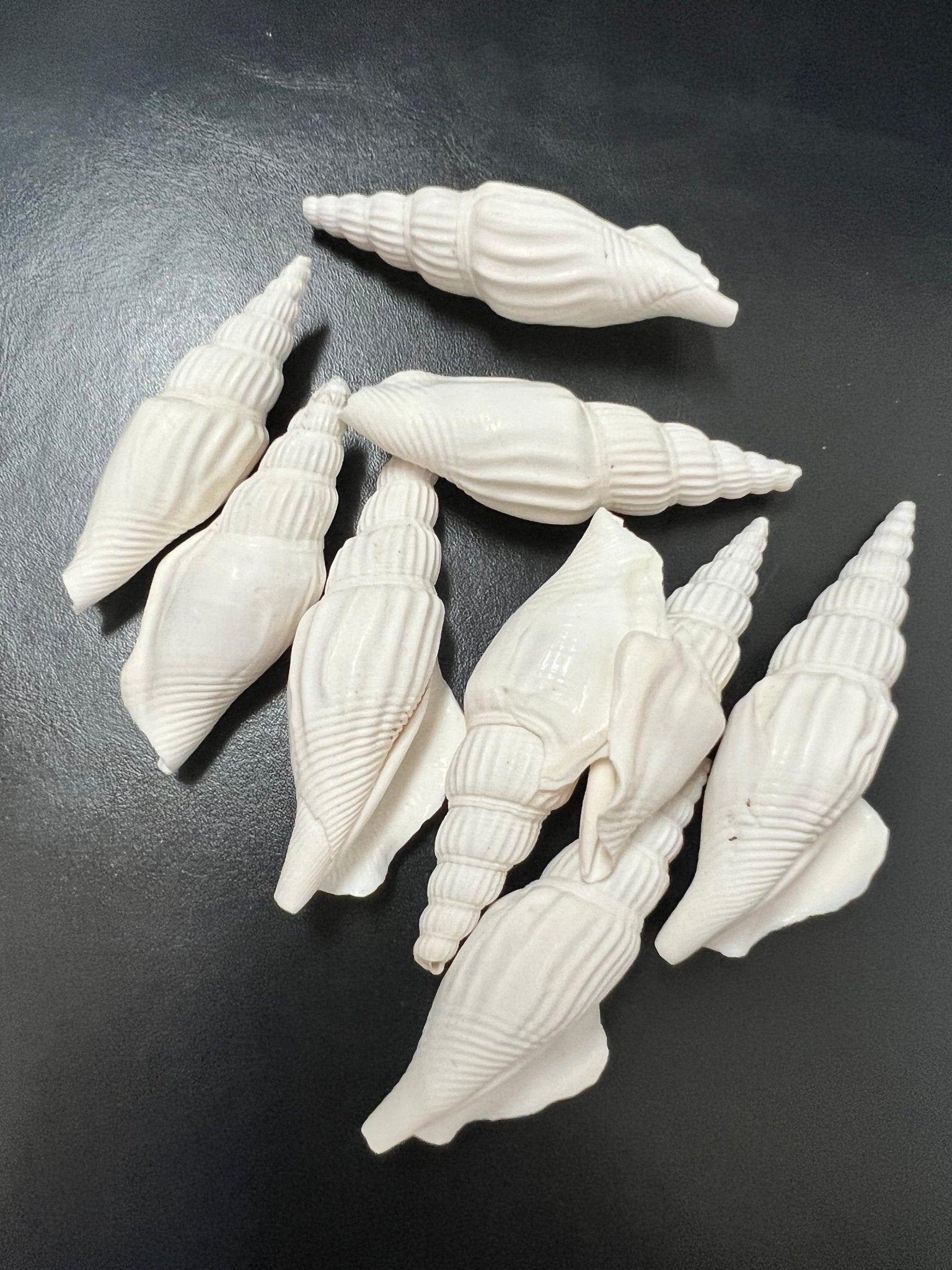 Strombus Vittatus- White crafting shells