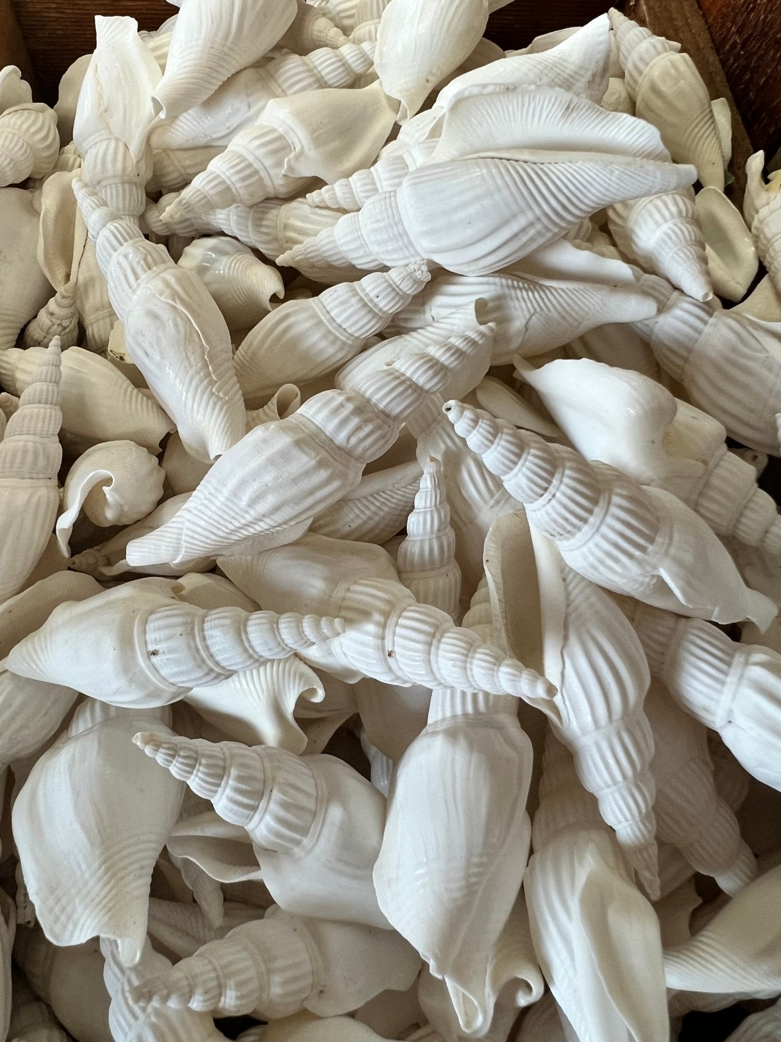Strombus Vittatus- White crafting shells