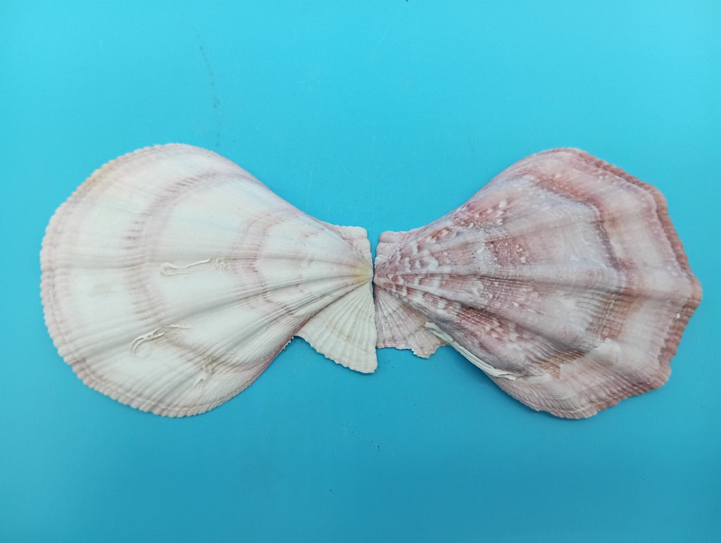 Swiftopecten Swiftii Scallop Shell Pair – 3.6" x 3.0