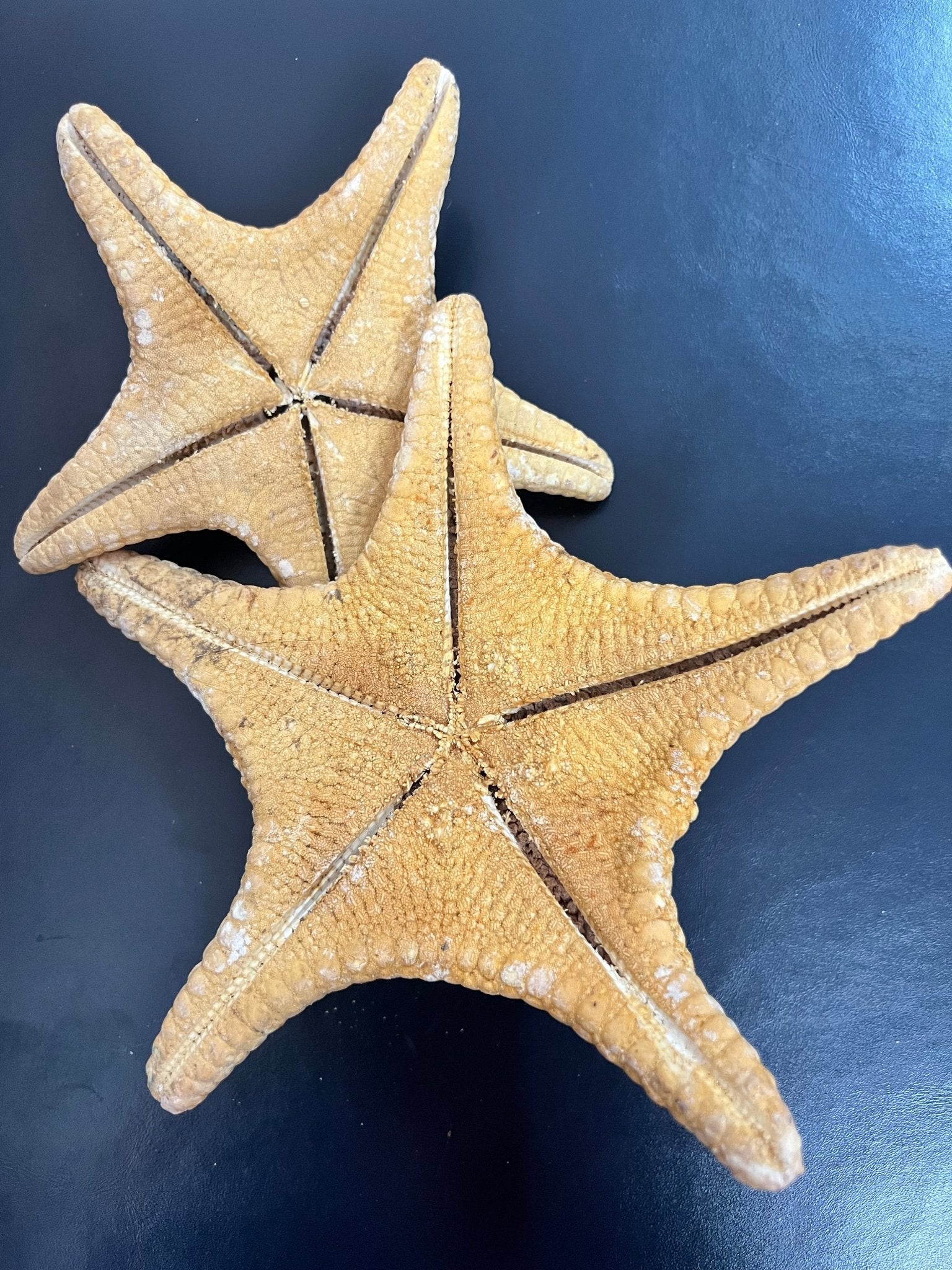 Tan/Orange Spiny Starfish