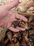 Telescopic Brown Cone Shell (Telescopium telescopium)