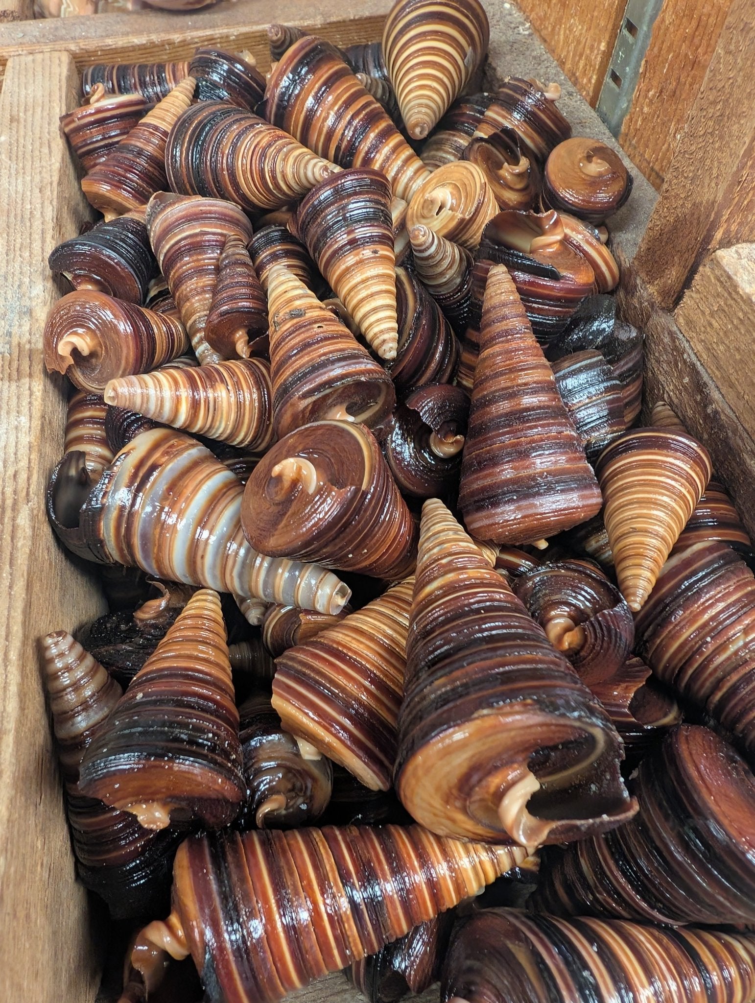 Telescopic Brown Cone Shell (Telescopium telescopium)