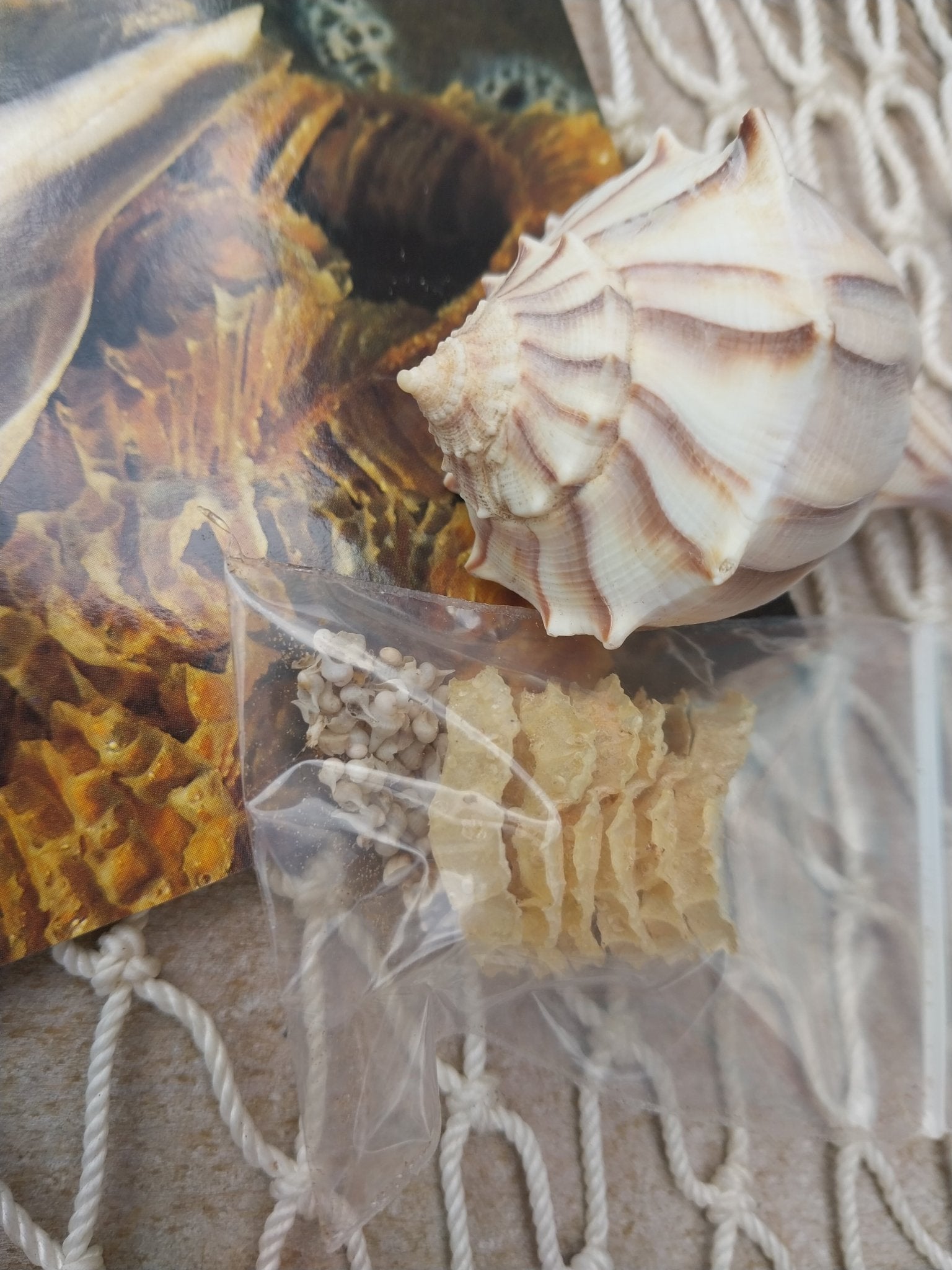 Texas State Lightning Whelk Seashell Gift Pack- Vintage Postcard, Egg Casing, Baby Shells
