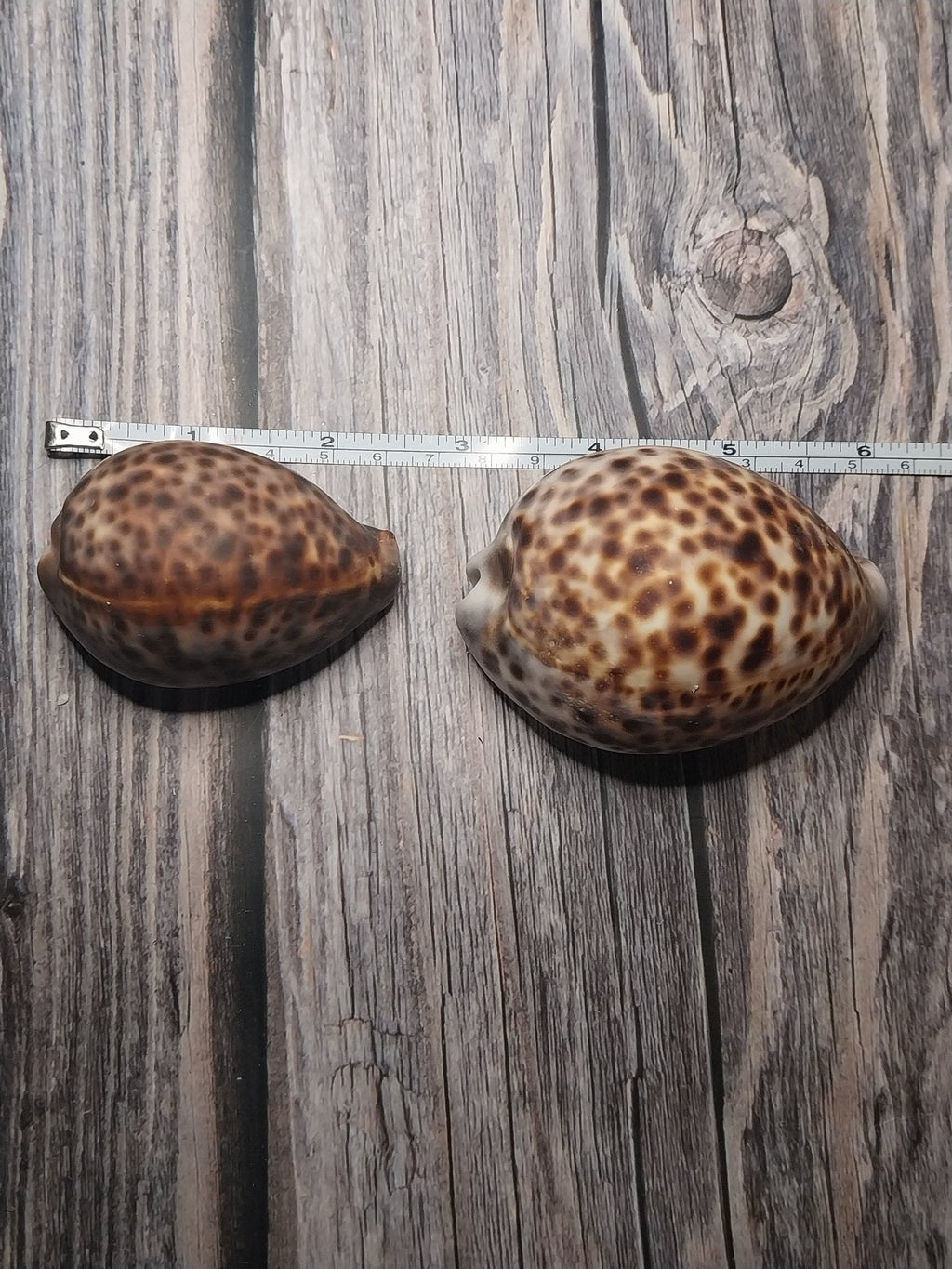 Tiger Cowrie Cypraea Tigris Shells GRADE B