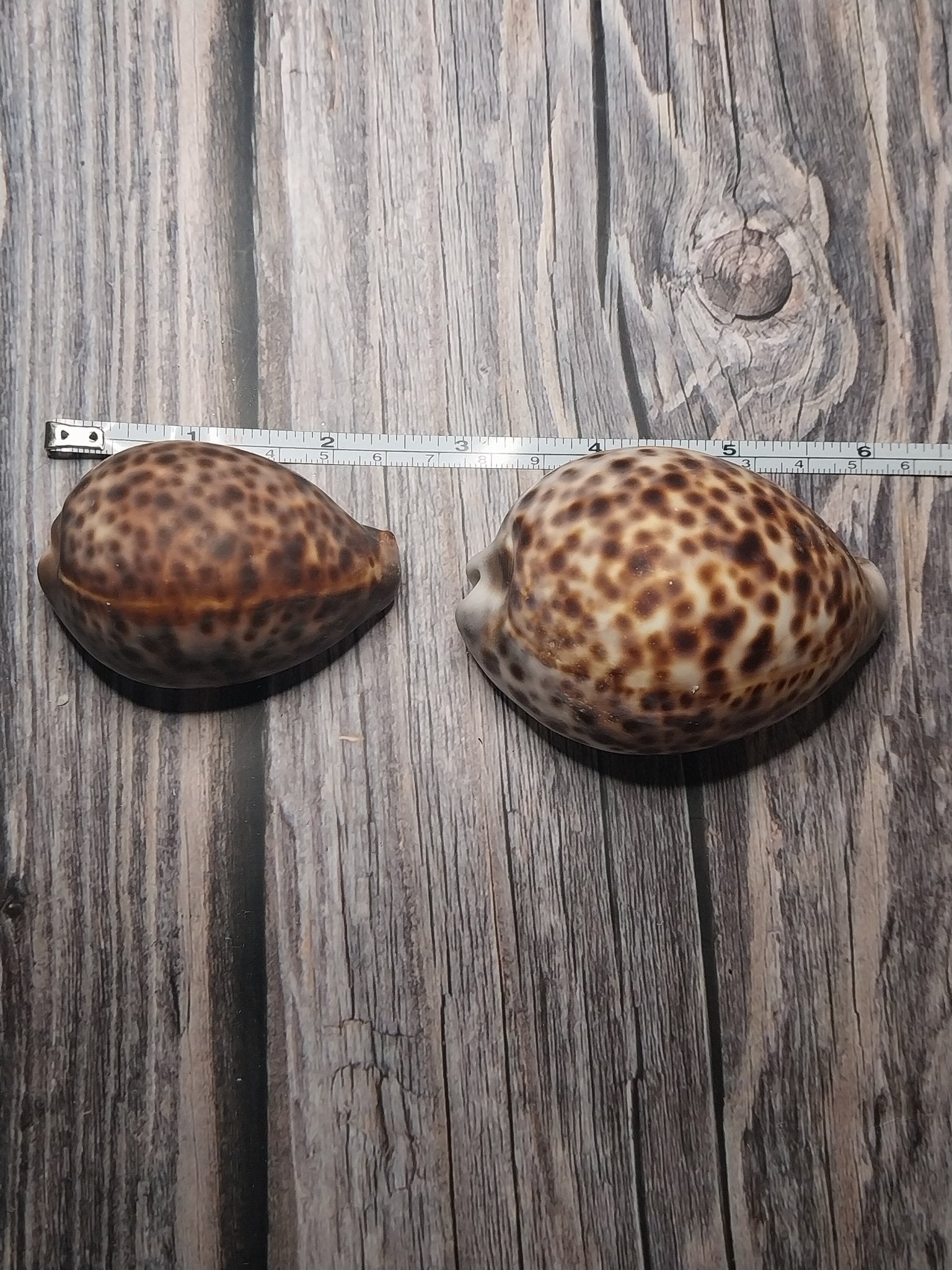 Tiger Cowrie Cypraea Tigris Shells GRADE B