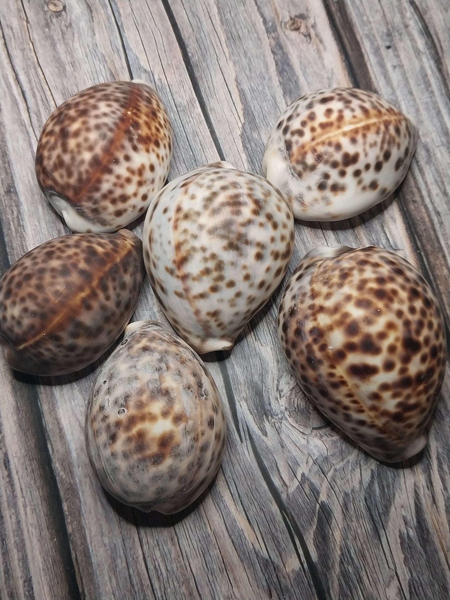 Tiger Cowrie Cypraea Tigris Shells GRADE B