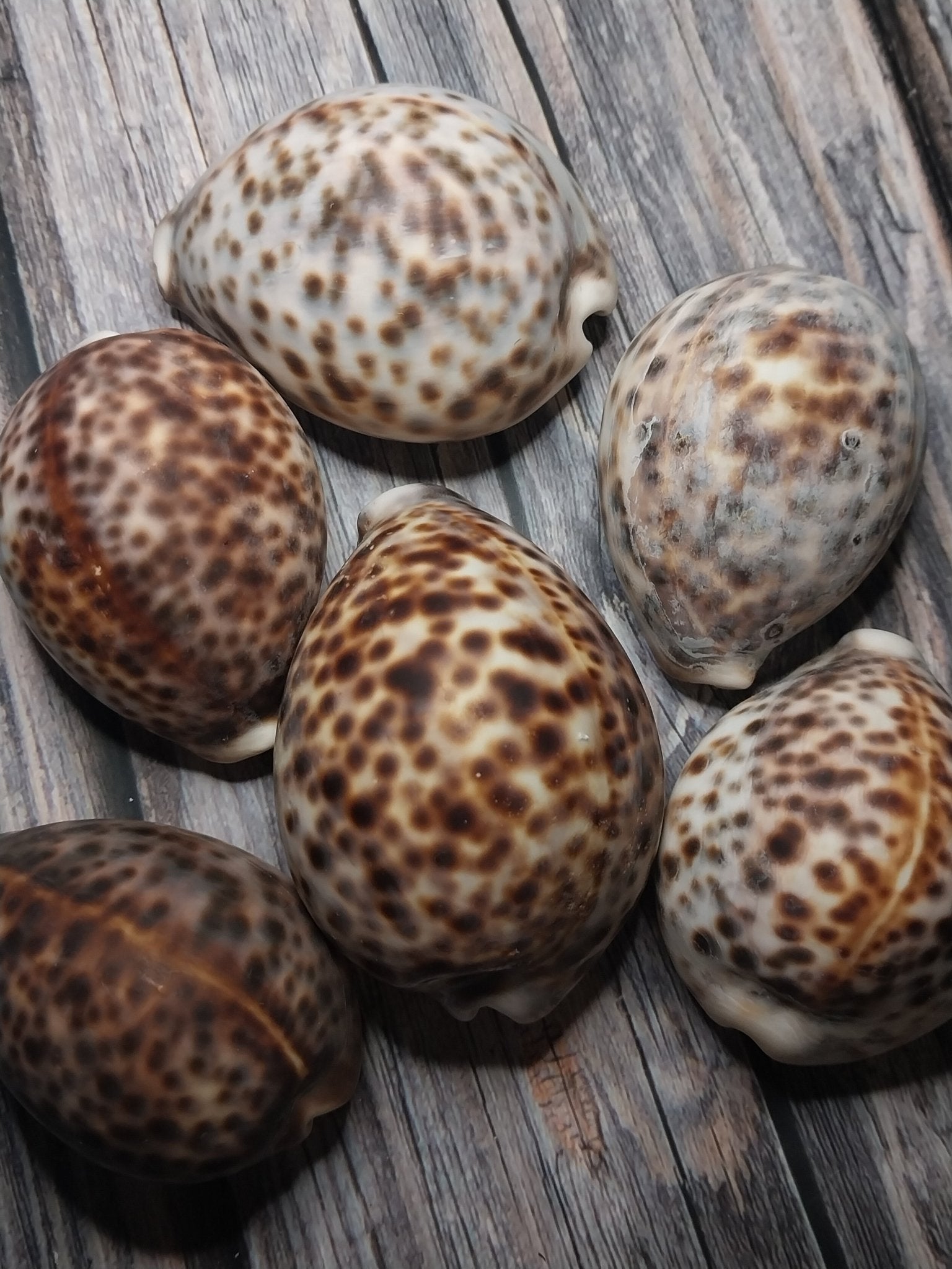 Tiger Cowrie Cypraea Tigris Shells GRADE B