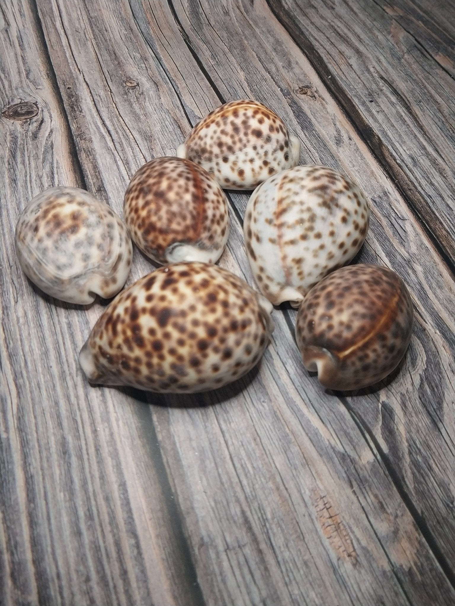 Tiger Cowrie Cypraea Tigris Shells GRADE B