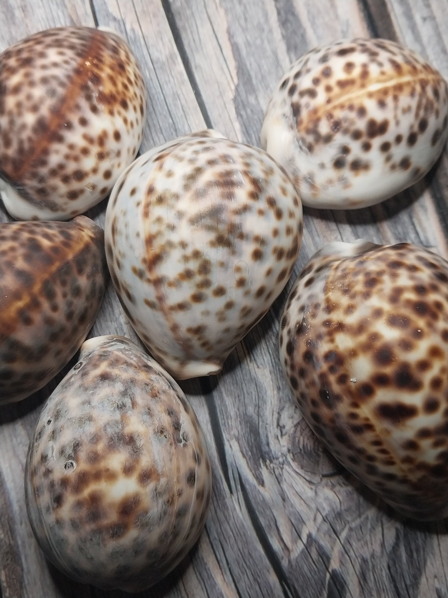 Tiger Cowrie Cypraea Tigris Shells GRADE B