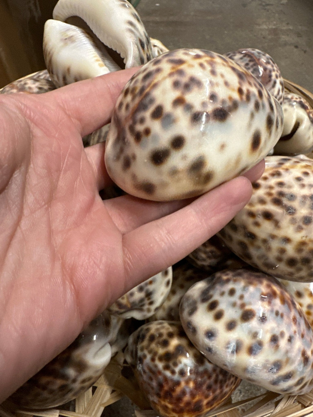 Tiger Cowrie Seashells- Cypraea Tigris