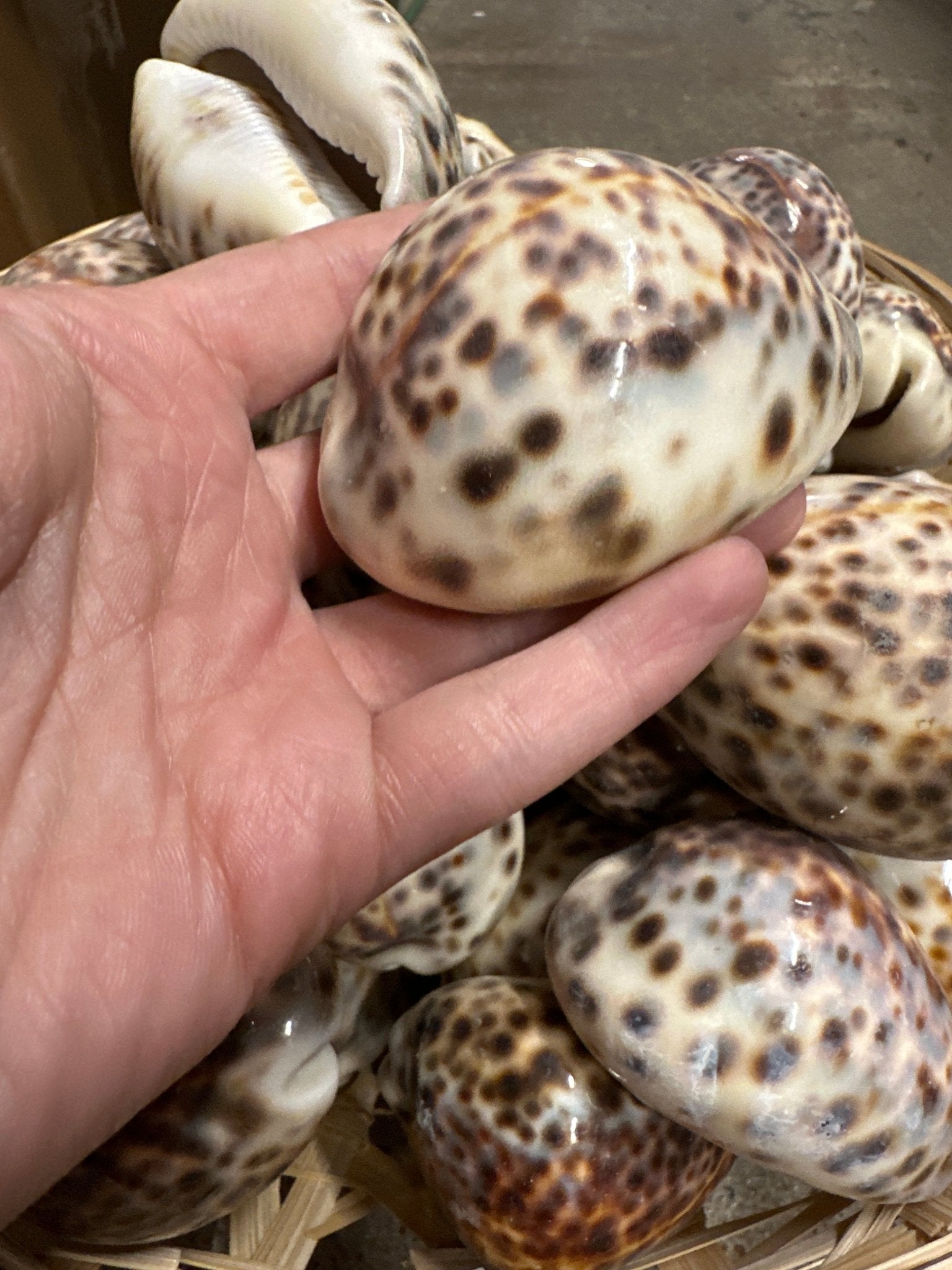 Tiger Cowrie Seashells- Cypraea Tigris