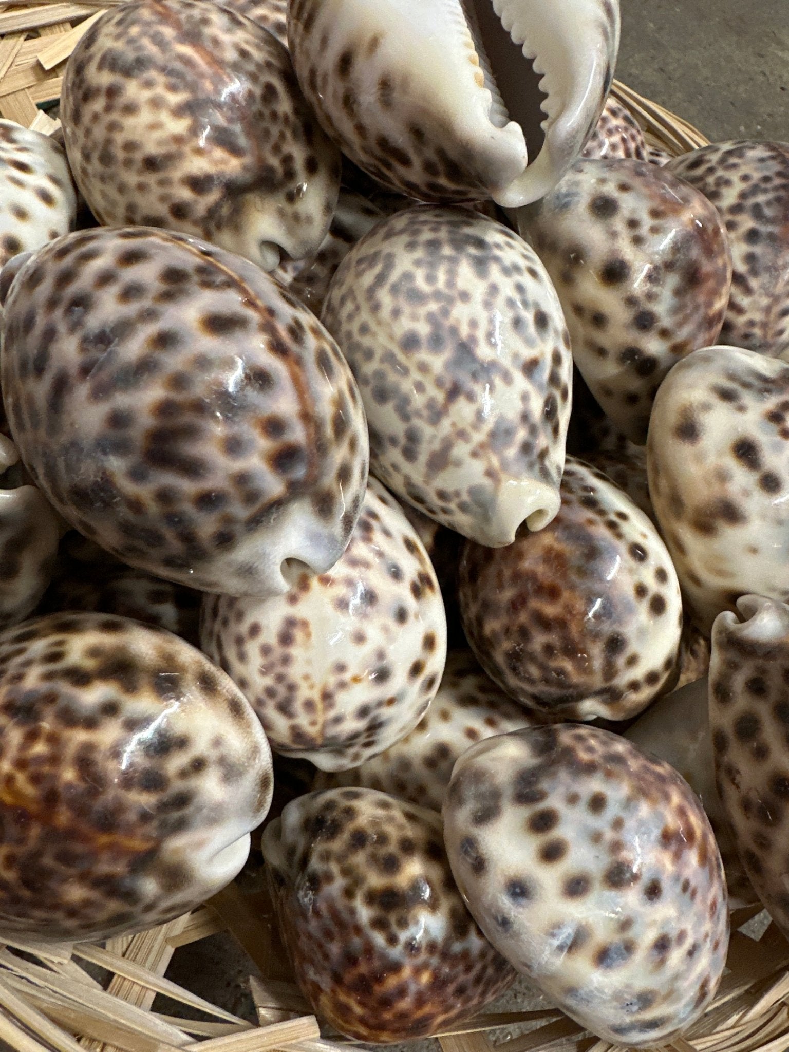 Tiger Cowrie Seashells- Cypraea Tigris