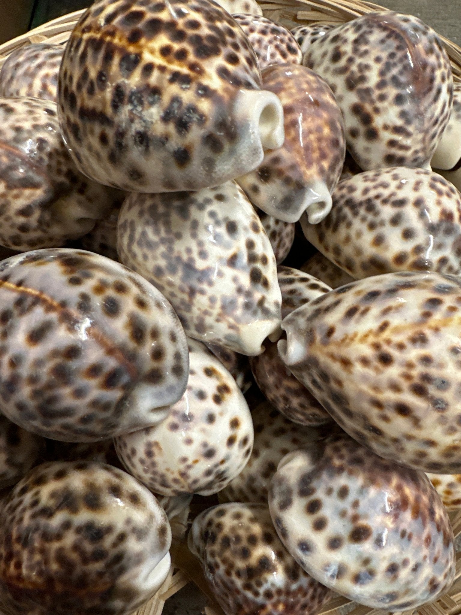 Tiger Cowrie Seashells- Cypraea Tigris