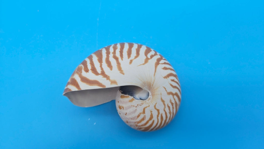 Tiger Nautilus Shell – Striking Natural Ocean Decor 3.6"