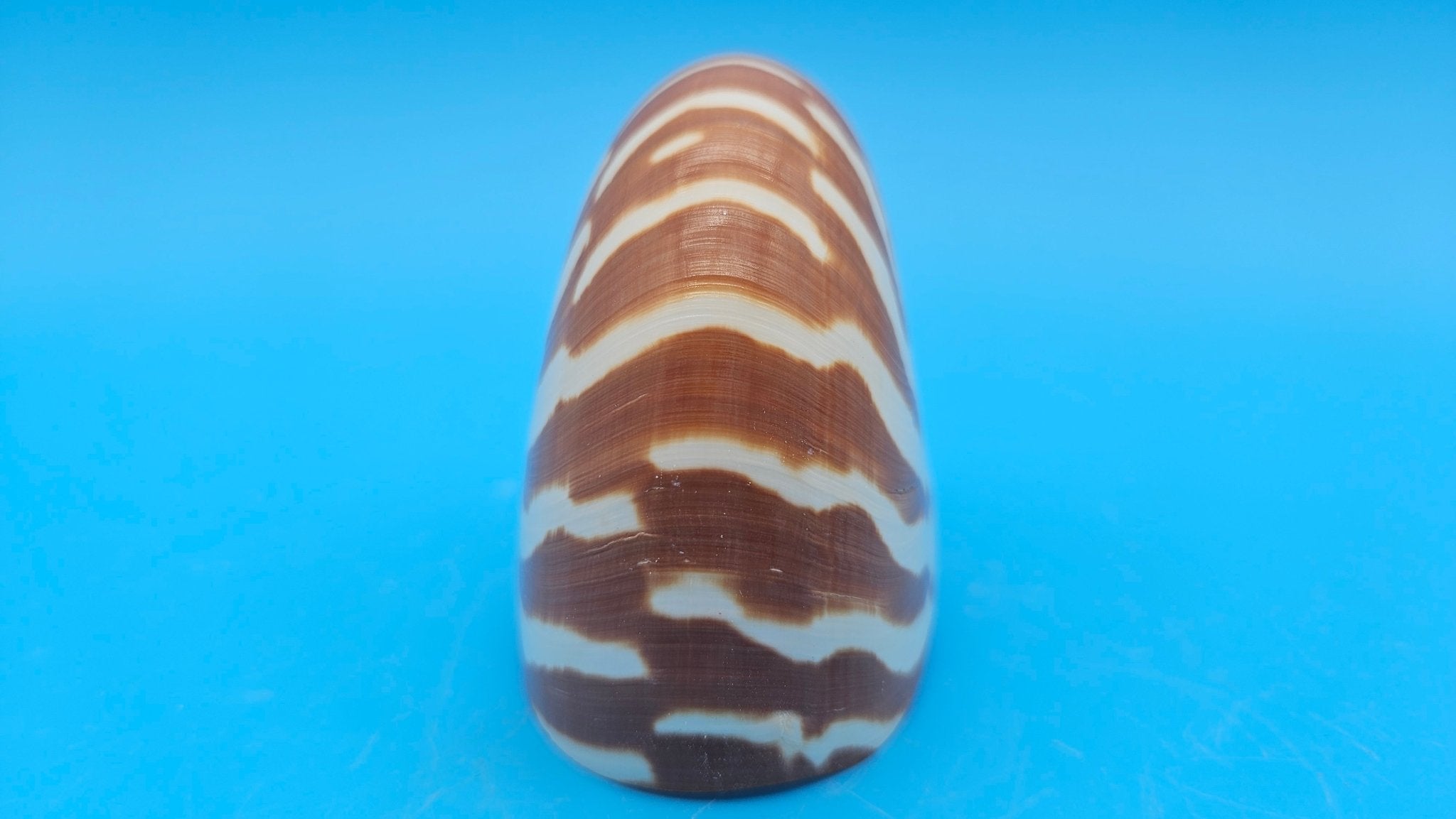 Tiger Nautilus Shell – Striking Natural Ocean Decor 3.6"
