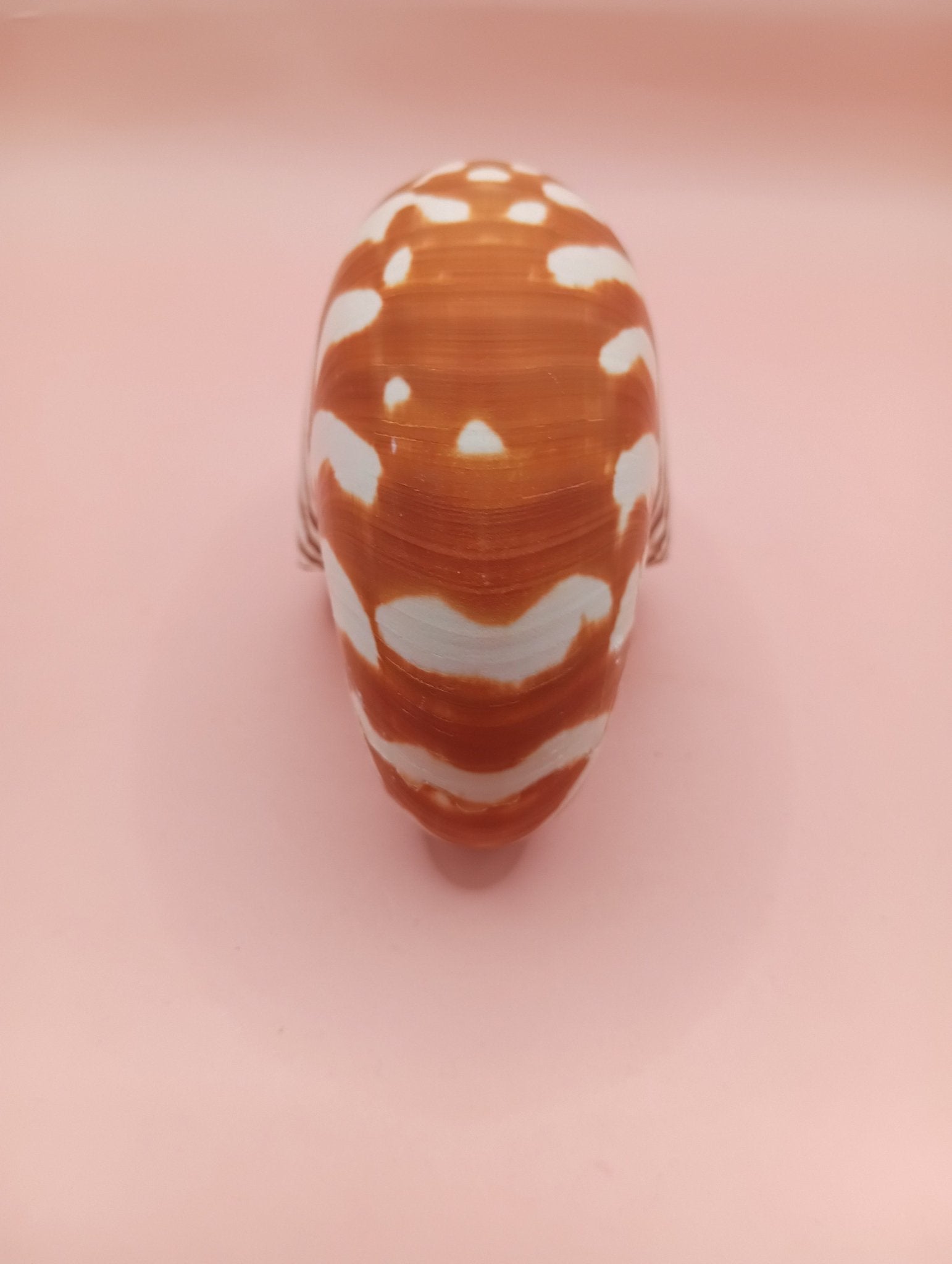 Tiger Nautilus Shell – Striking Natural Ocean Decor 4"