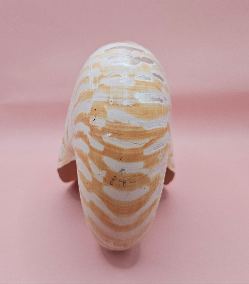 Tiger Nautilus Shell – Striking Natural Ocean Decor (6")