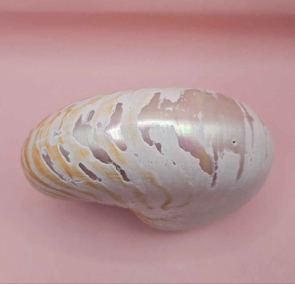 Tiger Nautilus Shell – Striking Natural Ocean Decor (6")
