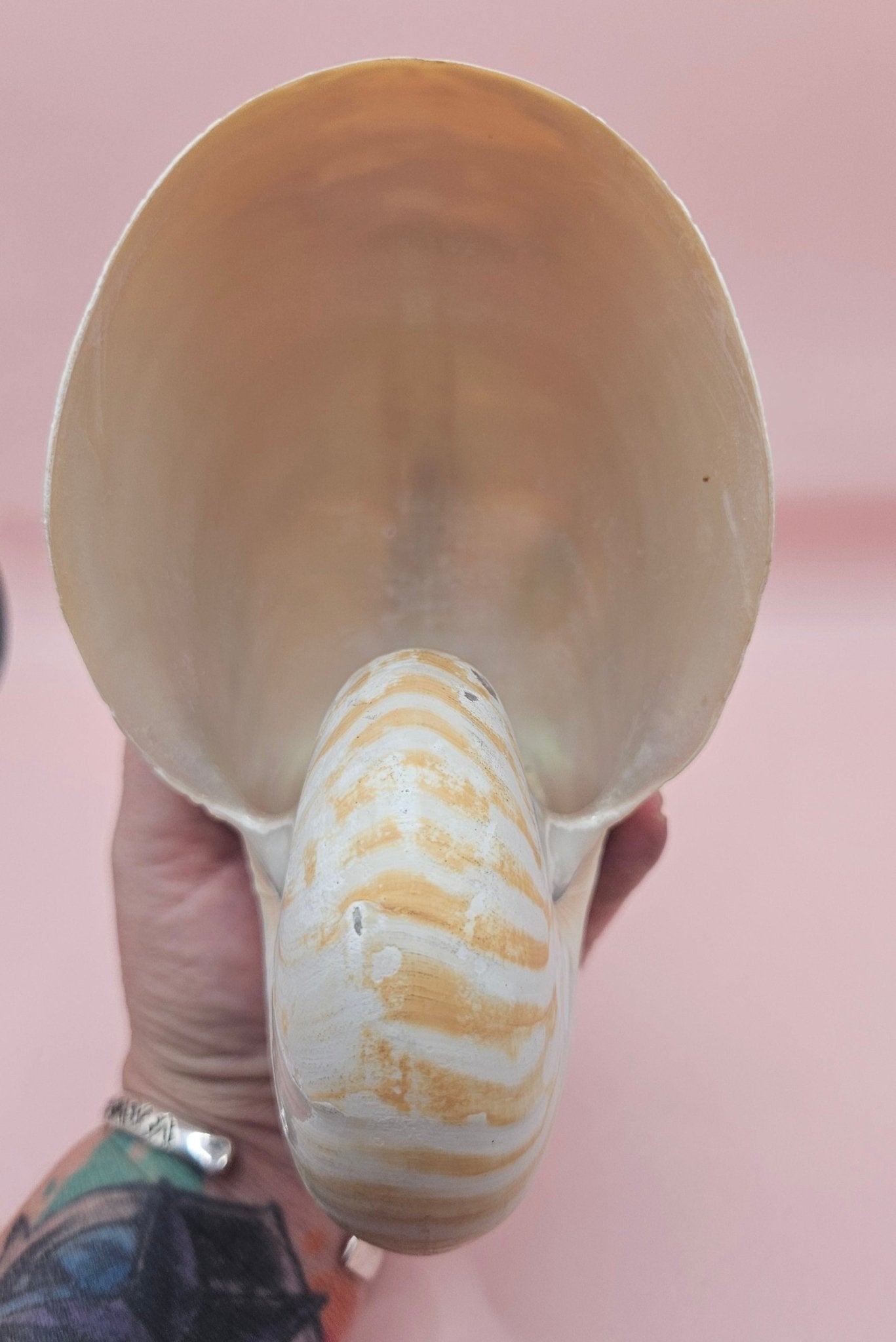 Tiger Nautilus Shell – Striking Natural Ocean Decor (6")