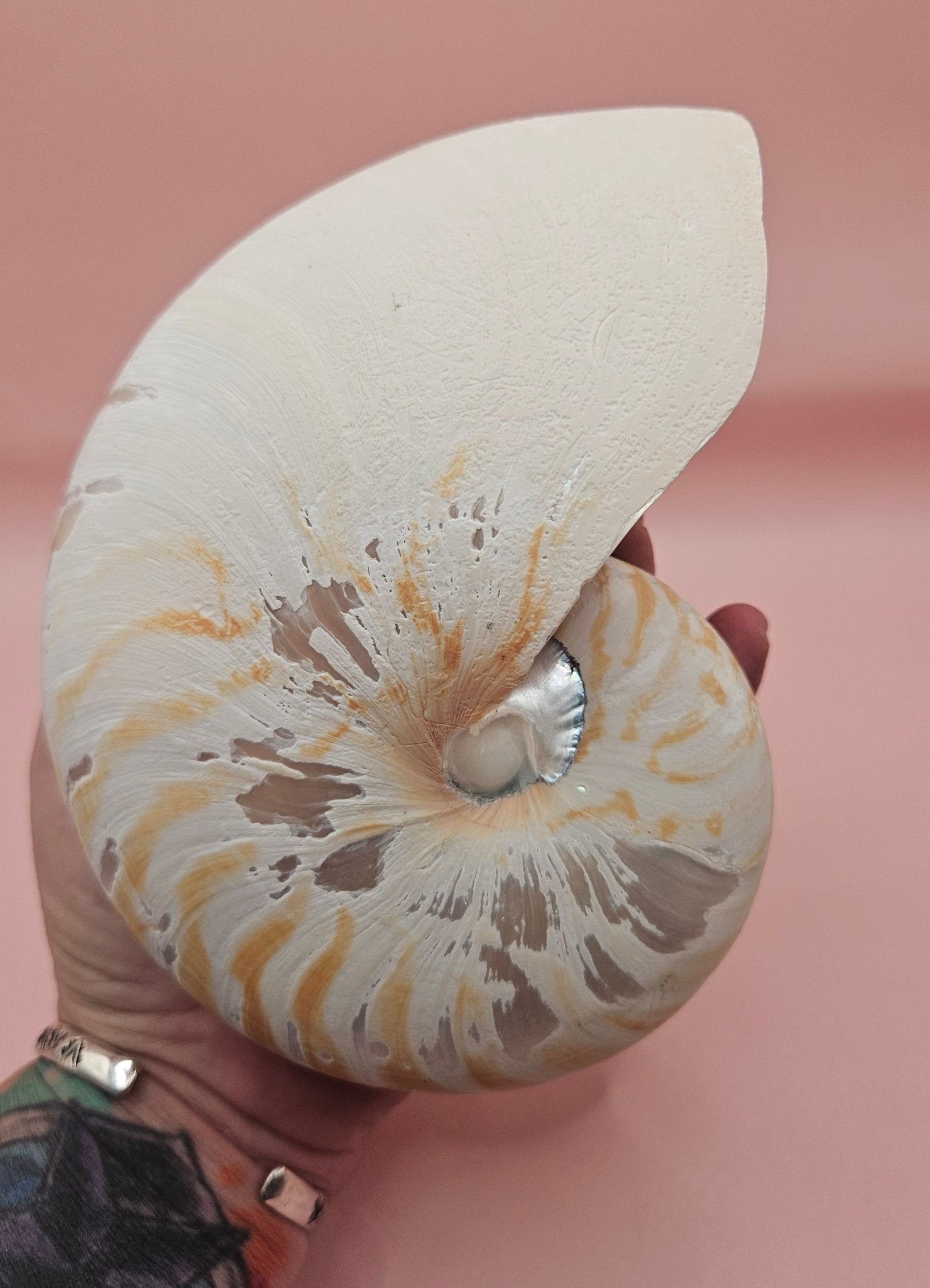 Tiger Nautilus Shell – Striking Natural Ocean Decor (6")