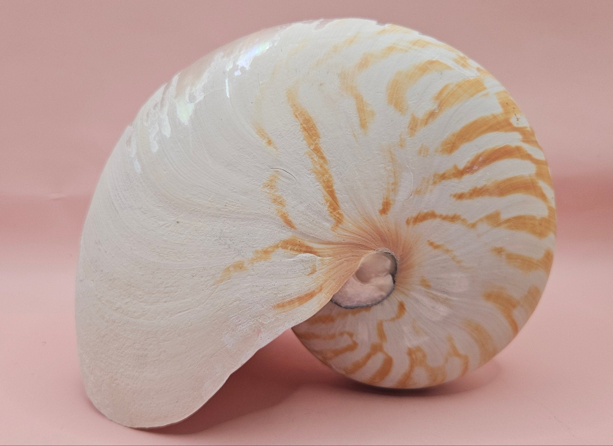 Tiger Nautilus Shell – Striking Natural Ocean Decor (6")