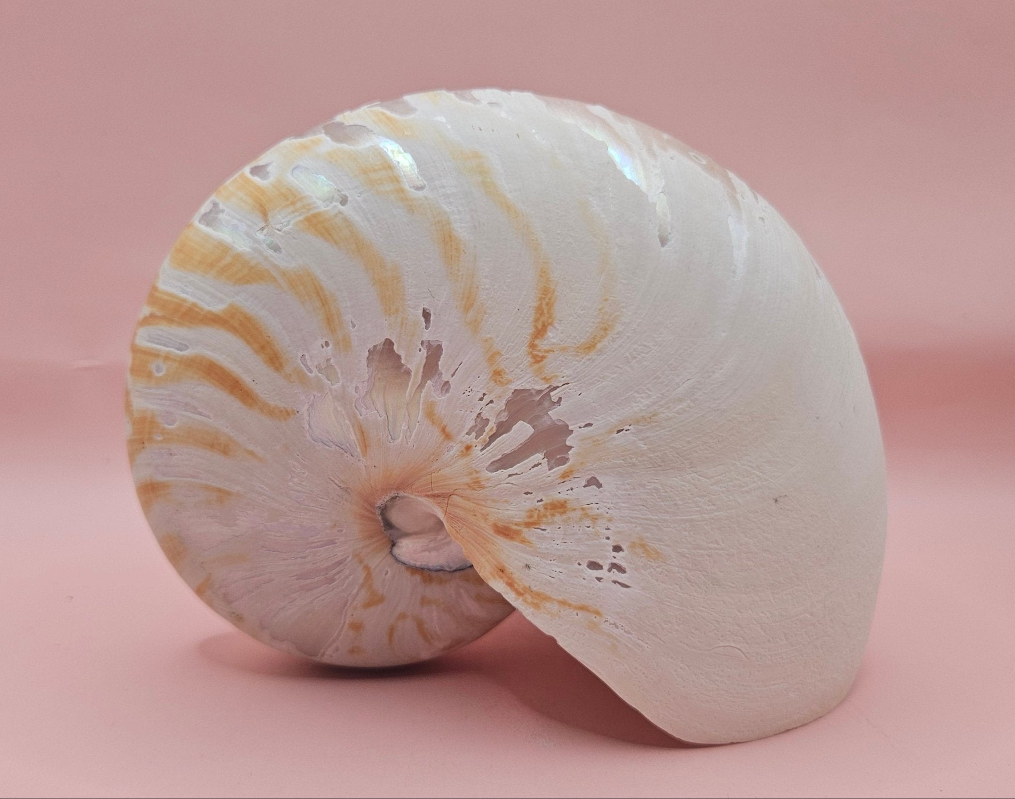 Tiger Nautilus Shell – Striking Natural Ocean Decor (6")