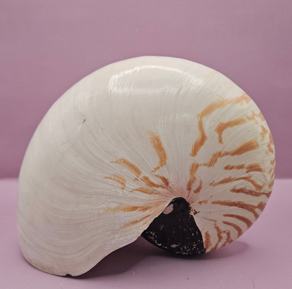 Tiger Nautilus Shell – Striking Natural Ocean Decor (8.5")