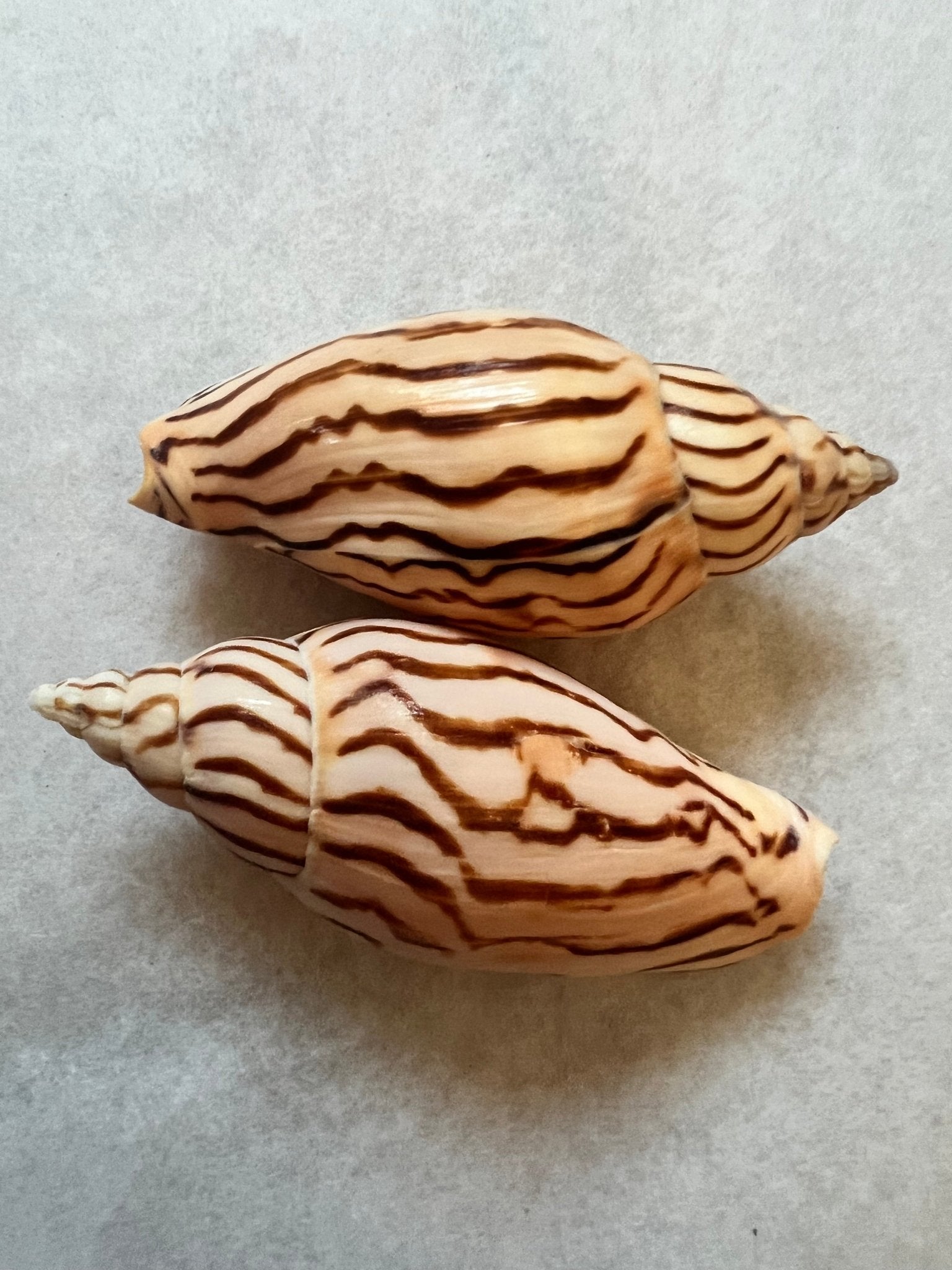 Tiger Volute