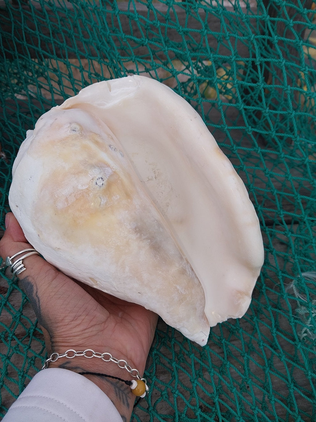 Titanostrombus Galeatus Eastern Pacific Giant Conch Shell