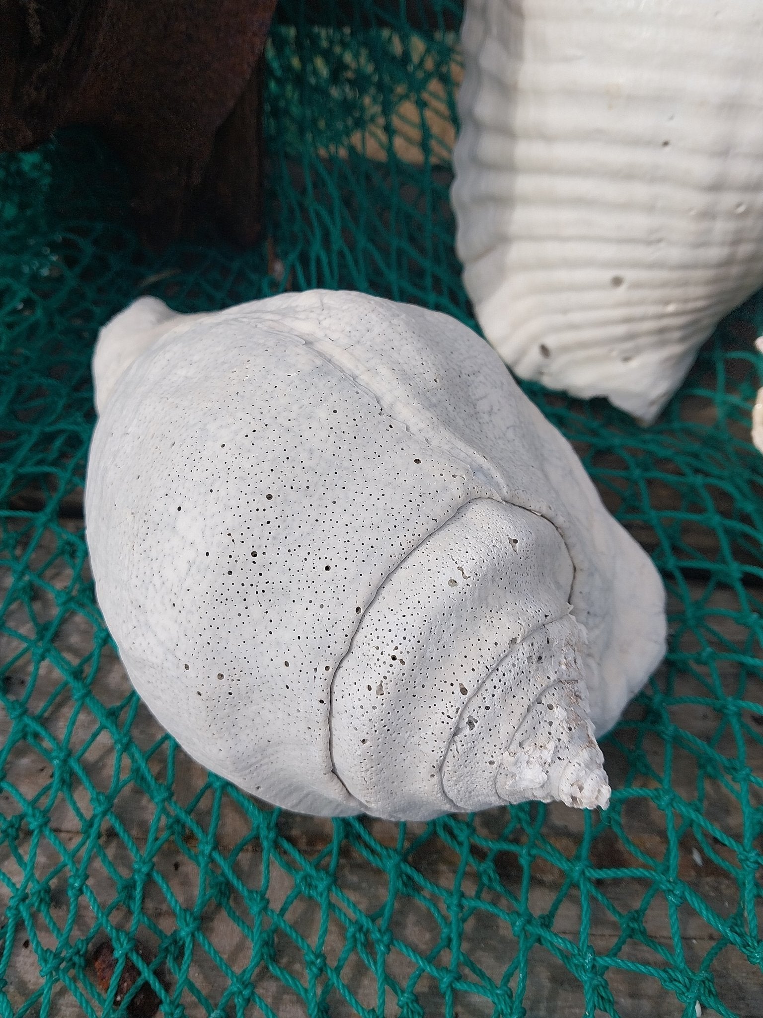 Titanostrombus Galeatus Eastern Pacific Giant Conch Shell